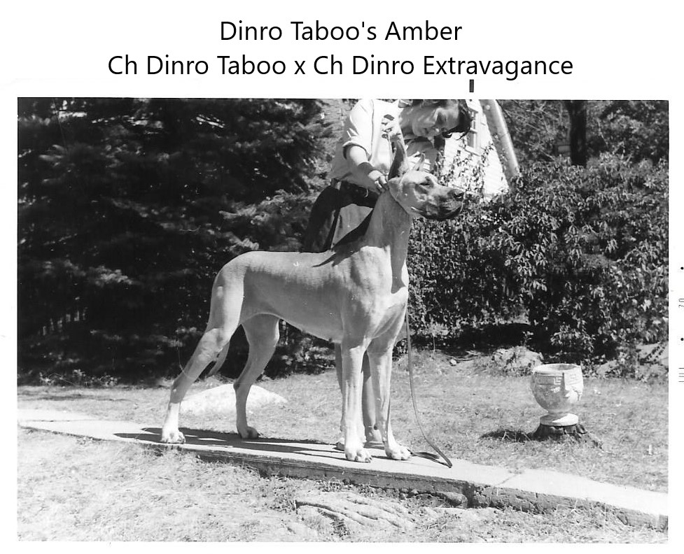 Dinro Taboos Amber